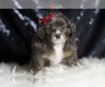 Small Photo #68 Goldendoodle (Miniature) Puppy For Sale in WARSAW, IN, USA