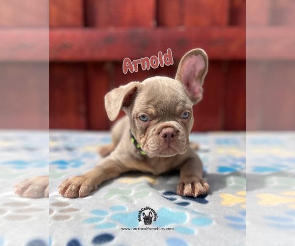 Medium Photo #7 French Bulldog Puppy For Sale in SACRAMENTO, CA, USA