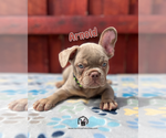 Small #6 French Bulldog