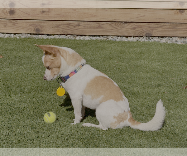 Medium Photo #2 Chihuahua Puppy For Sale in Bellevue, WA, USA