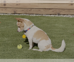 Small #1 Chihuahua