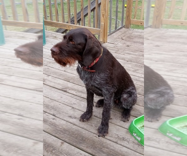 Medium Photo #1 German Wirehaired Pointer Puppy For Sale in ISANTI, MN, USA