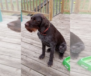 Mother of the German Wirehaired Pointer puppies born on 08/31/2026
