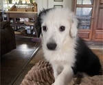 Small Photo #2 Miniature American Shepherd Puppy For Sale in PLACERVILLE, CA, USA