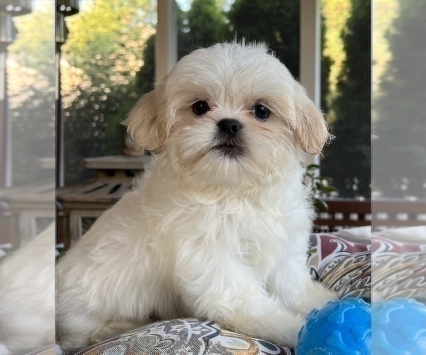 Medium Photo #9 Shih Tzu Puppy For Sale in NOBLESVILLE, IN, USA