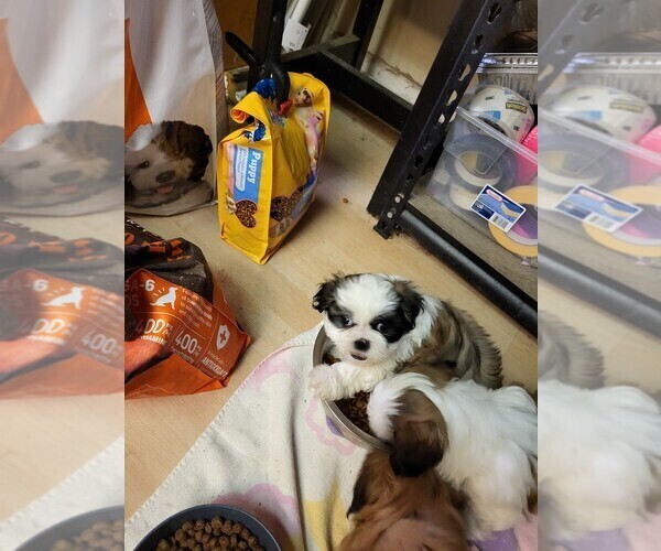 Medium Photo #4 Shih Tzu Puppy For Sale in HESPERIA, CA, USA