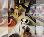 Small #3 Shih Tzu