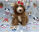 Lucy - Female Goldendoodle (Miniature) Puppy for Sale - Photo #7