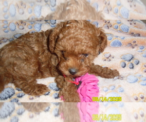 Poodle (Toy) Puppy for sale in DULUTH, GA, USA