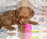 Image preview for Ad Listing. Nickname: Ray