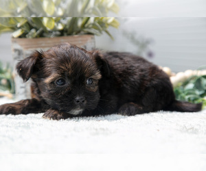 Medium Shorkie Tzu