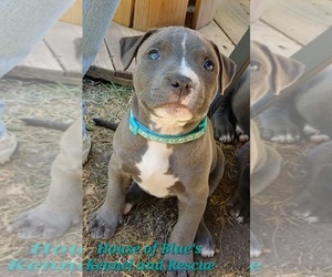 American Pit Bull Terrier Puppy for sale in DELAWARE, OH, USA