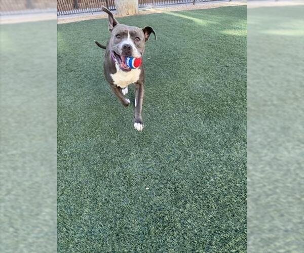 Medium Photo #3 American Pit Bull Terrier-Unknown Mix Puppy For Sale in Las Vegas, NV, USA