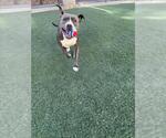 Small #2 American Pit Bull Terrier Mix