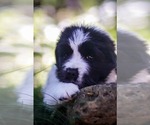 Small Photo #6 Newfoundland Puppy For Sale in MADISON, WI, USA