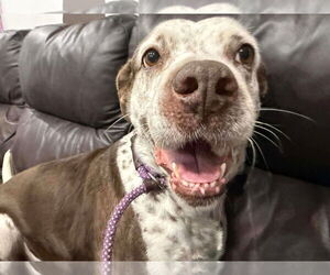 Mutt Dogs for adoption in Pompano Beach , FL, USA