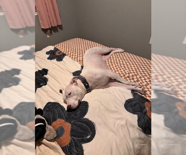 Medium Photo #4 American Bulldog-Unknown Mix Puppy For Sale in Miami, FL, USA