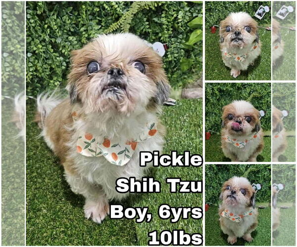 Medium Photo #1 Shih Tzu Puppy For Sale in Seattle, WA, USA