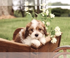 Cavapoo Puppy for sale in WEST SALEM, OH, USA