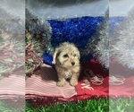 Small #8 YorkiePoo