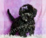 Small #3 Morkie