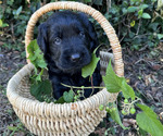 Small #5 Black Russian Terrier