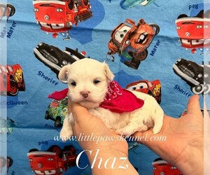 Maltese Puppy for sale in WINNSBORO, LA, USA