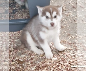 Siberian Husky Puppy for sale in SANFORD, NC, USA