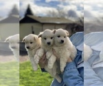 Small Photo #22 Miniature American Eskimo Puppy For Sale in OREGON CITY, OR, USA