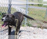 Small #9 Labrador Retriever Mix