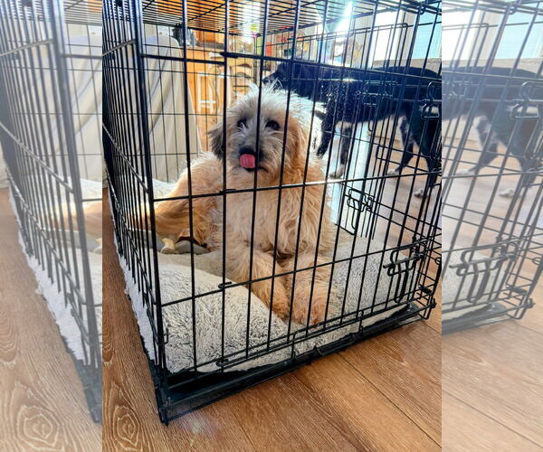 Medium Photo #3 Mutt Puppy For Sale in Sandy, UT, USA