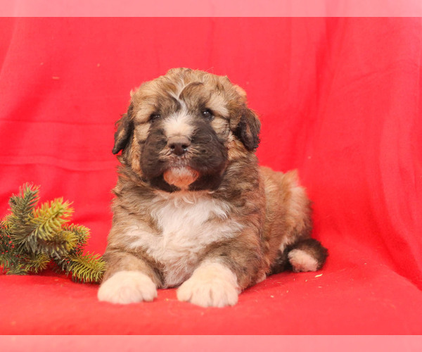 Medium Photo #2 Bernedoodle Puppy For Sale in MILLERSBURG, PA, USA