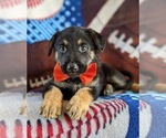 Small Photo #6 German Shepherd Dog Puppy For Sale in LINCOLN UNIV, PA, USA