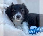 Small Mutt