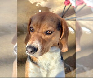 Bailey *Adopt or Foster* - Female Beagle-Unknown Mix Dog for Adoption - Photo #3