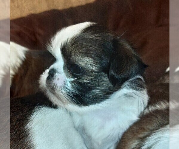 Medium Photo #4 Shih Tzu Puppy For Sale in FANNING SPGS, FL, USA