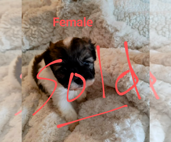 Medium Photo #8 Malchi Puppy For Sale in WOBURN, MA, USA
