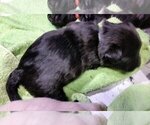 Small Photo #3 Scottish Terrier Puppy For Sale in WHITE CITY, OR, USA