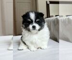 Puppy Scott Pomeranian