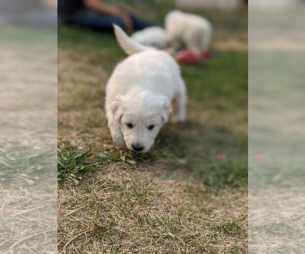 Medium Photo #104 Great Pyrenees Puppy For Sale in FALCON, CO, USA
