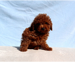 King - Male Poodle (Toy) Puppy for Sale - Photo #2