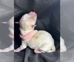 Small Photo #7 Maltese-Morkie Mix Puppy For Sale in PEORIA, IL, USA