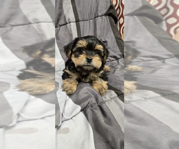 Medium Photo #10 Yorkshire Terrier Puppy For Sale in HUNTSVILLE, AL, USA