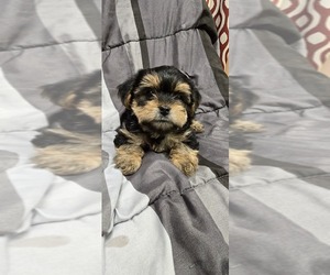 Medium Yorkshire Terrier