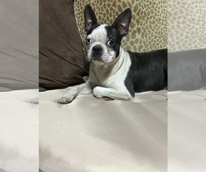 Father of the Boston Terrier puppies born on 07/02/2025