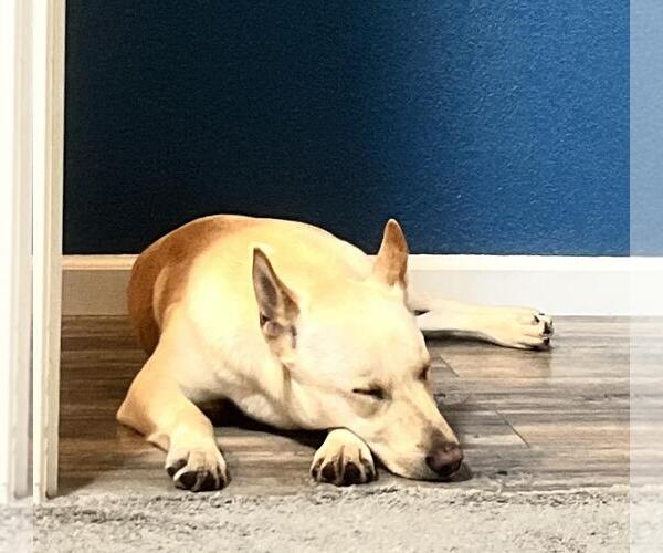 Medium Photo #7 Shepradors Puppy For Sale in Incline Village, NV, USA