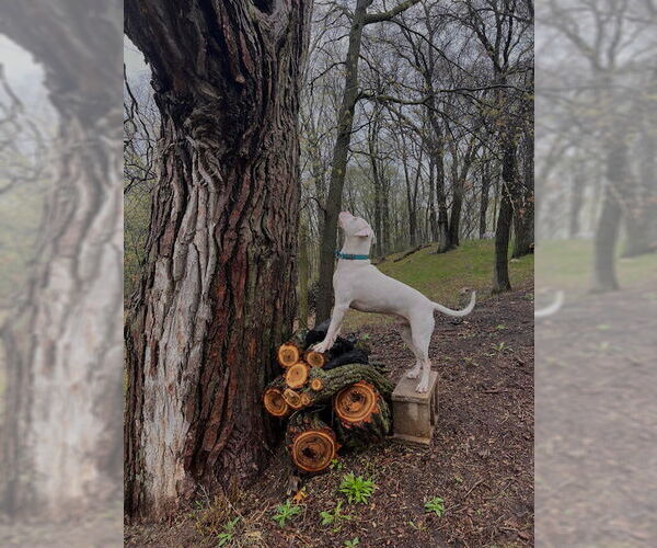 Medium Photo #5 Bulloxer Puppy For Sale in Minneapolis, MN, USA