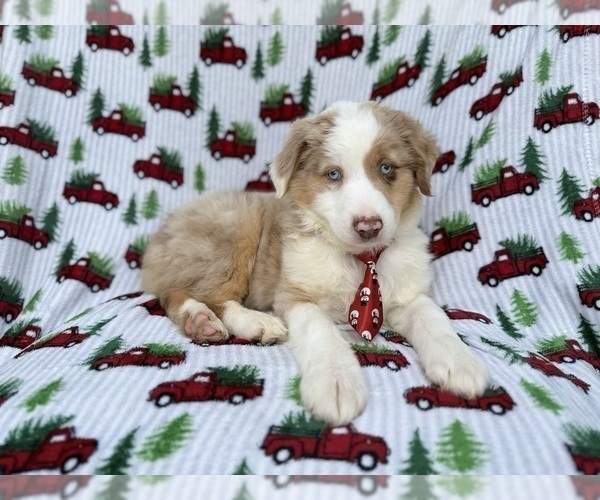 Medium Photo #5 Miniature Australian Shepherd Puppy For Sale in LAKELAND, FL, USA