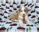 Small #4 Miniature Australian Shepherd