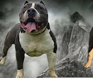 Father of the American Bully puppies born on 01/18/2024